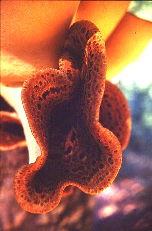 cosa ? (Polyporus squamosus)